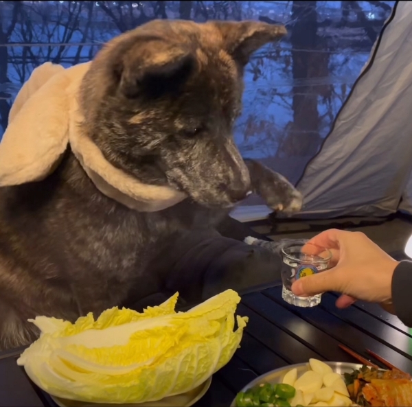 짠-해주는-강아지.gif-0-이미지