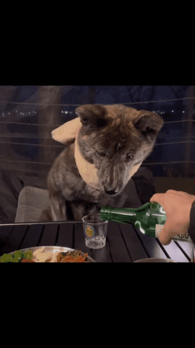 짠-해주는-강아지.gif-3-이미지