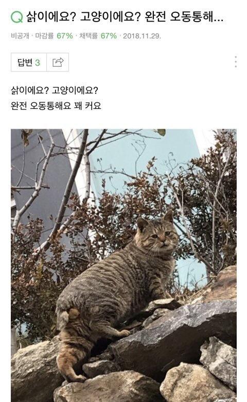 삵이에요?고양이에요?-0-이미지