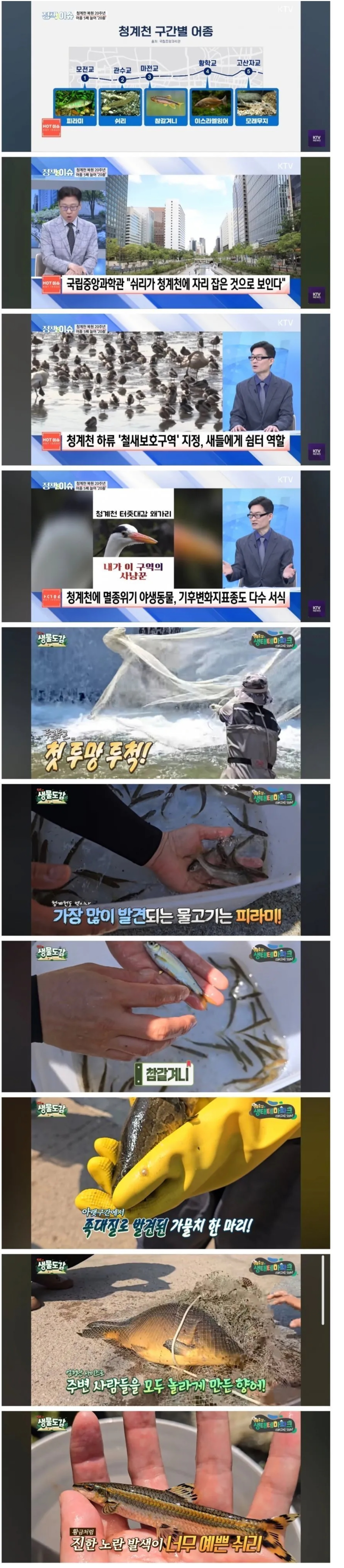 요즘-청계천-근황-ㄷㄷㄷ.jpg-1-이미지