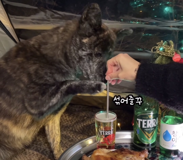 짠-해주는-강아지.gif-2-이미지