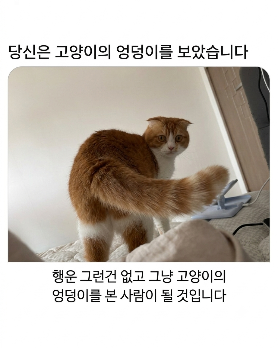 당신은-고양이의-엉덩이를-보았습니다-1-이미지
