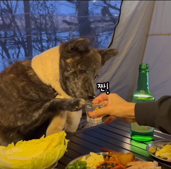 짠-해주는-강아지.gif-1-이미지