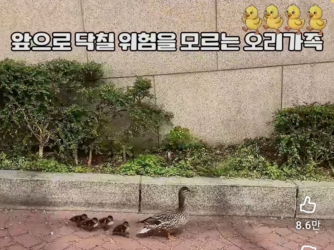 도심-한복판에-나타난-오리-가족-0-이미지