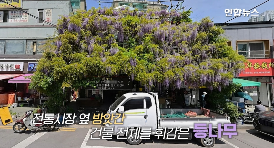 방앗간-사장님이-목숨걸고-지키는-고목나무-2-이미지