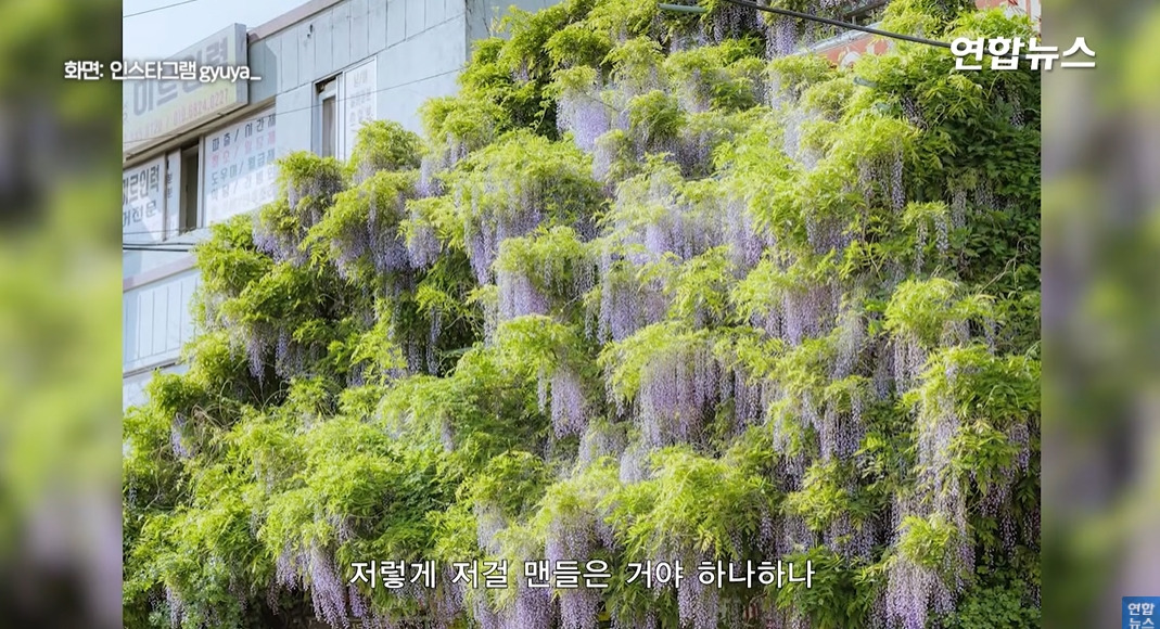 방앗간-사장님이-목숨걸고-지키는-고목나무-43-이미지