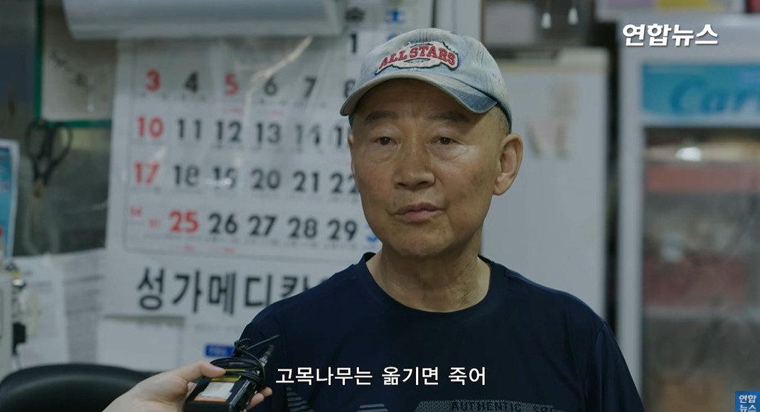 방앗간-사장님이-목숨걸고-지키는-고목나무-88-이미지