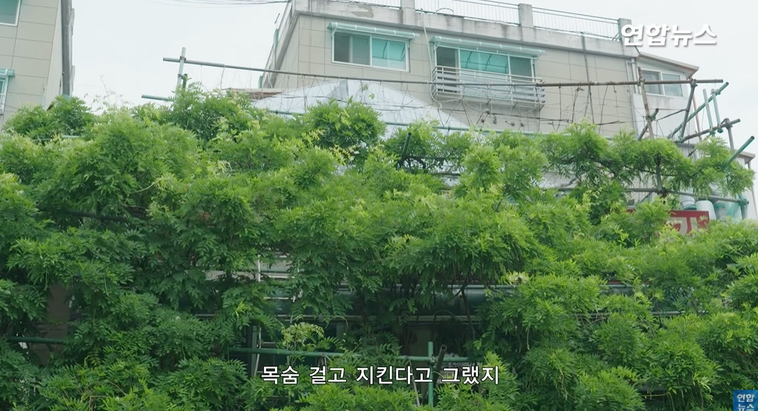 방앗간-사장님이-목숨걸고-지키는-고목나무-96-이미지