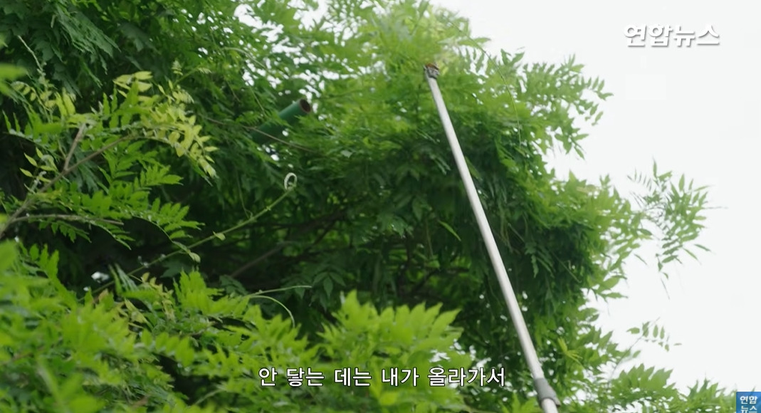 방앗간-사장님이-목숨걸고-지키는-고목나무-30-이미지