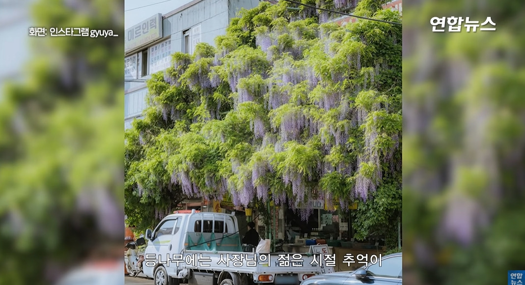 방앗간-사장님이-목숨걸고-지키는-고목나무-40-이미지