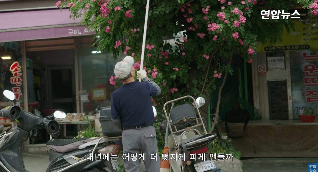 방앗간-사장님이-목숨걸고-지키는-고목나무-33-이미지