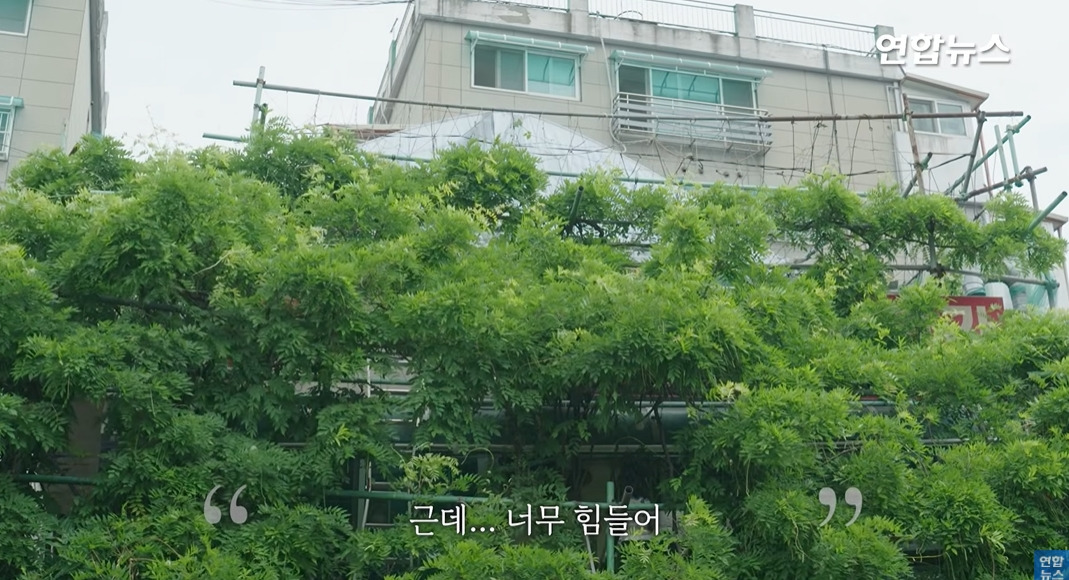 방앗간-사장님이-목숨걸고-지키는-고목나무-9-이미지