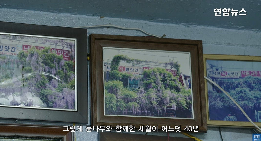 방앗간-사장님이-목숨걸고-지키는-고목나무-49-이미지