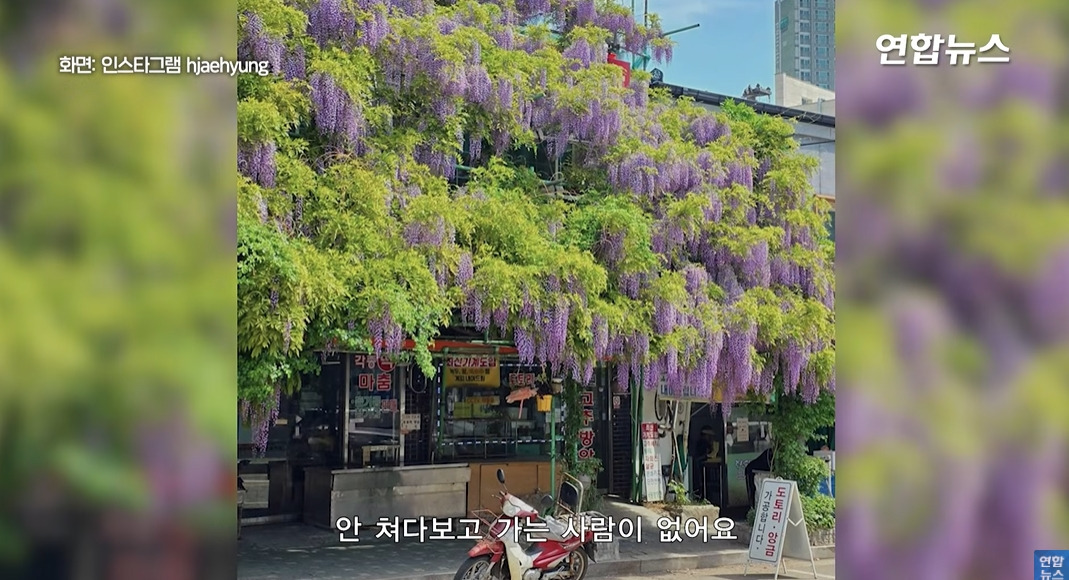 방앗간-사장님이-목숨걸고-지키는-고목나무-24-이미지