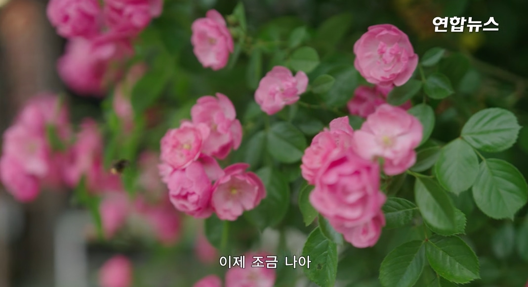 방앗간-사장님이-목숨걸고-지키는-고목나무-97-이미지