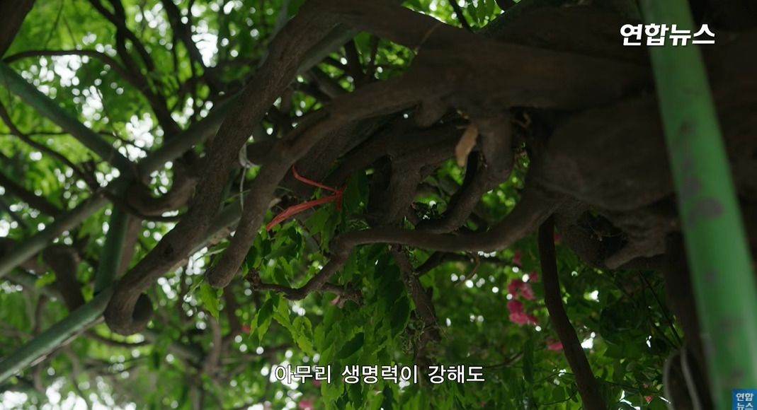 방앗간-사장님이-목숨걸고-지키는-고목나무-89-이미지