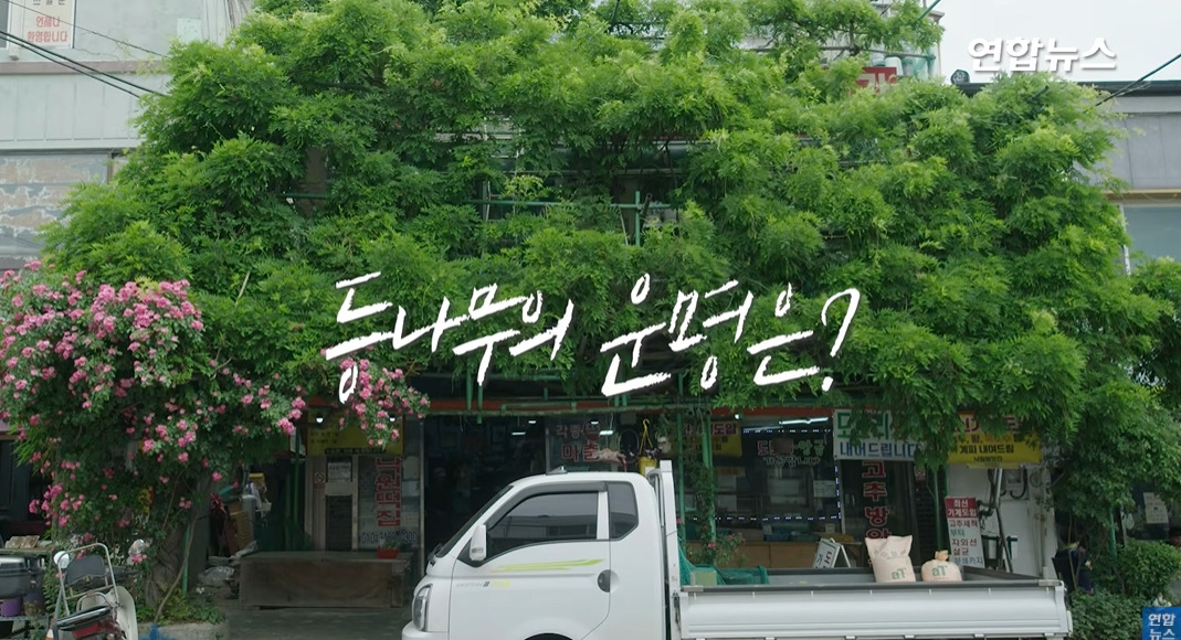 방앗간-사장님이-목숨걸고-지키는-고목나무-10-이미지