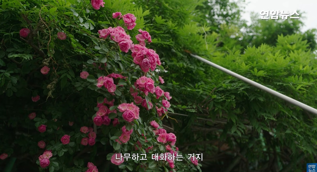 방앗간-사장님이-목숨걸고-지키는-고목나무-32-이미지