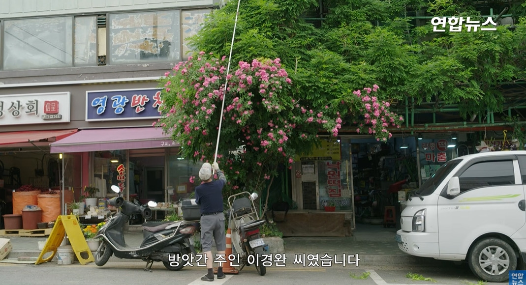 방앗간-사장님이-목숨걸고-지키는-고목나무-26-이미지