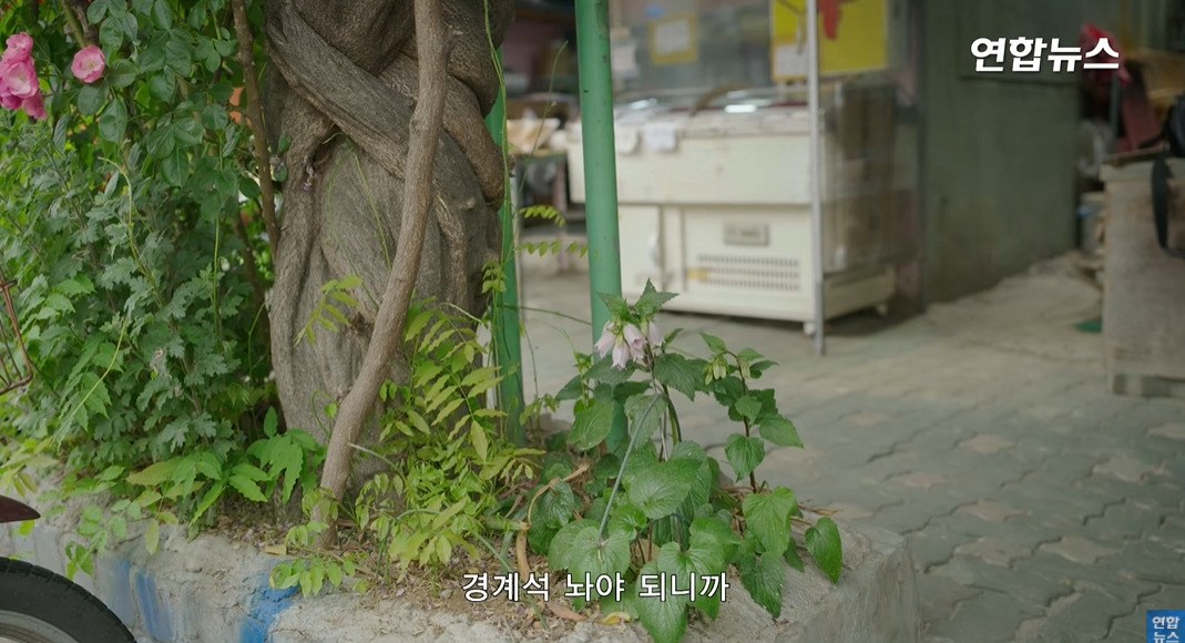 방앗간-사장님이-목숨걸고-지키는-고목나무-66-이미지