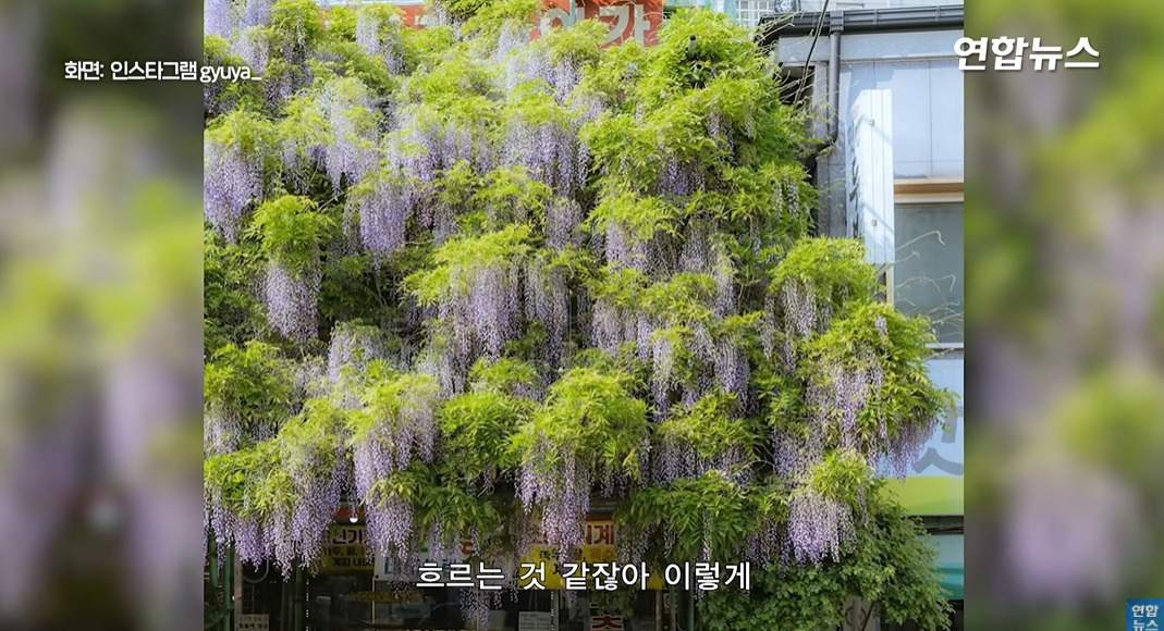 방앗간-사장님이-목숨걸고-지키는-고목나무-44-이미지
