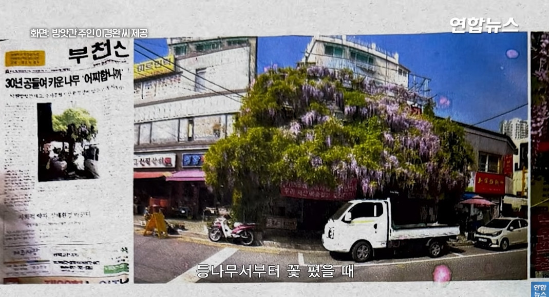방앗간-사장님이-목숨걸고-지키는-고목나무-76-이미지