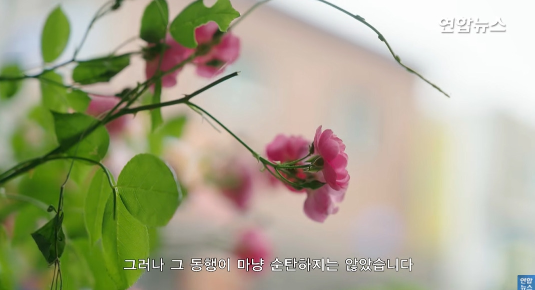방앗간-사장님이-목숨걸고-지키는-고목나무-50-이미지
