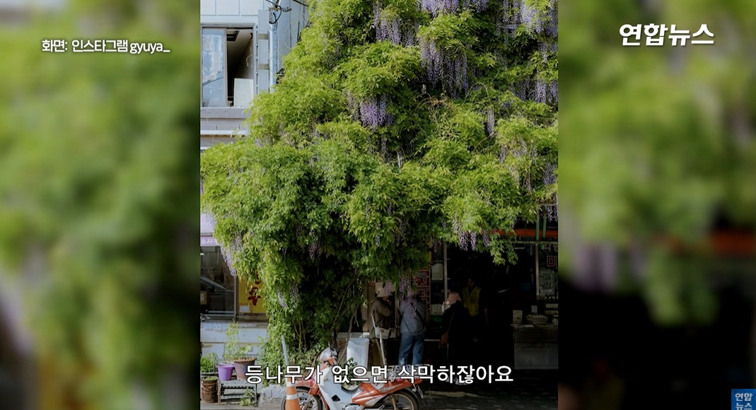 방앗간-사장님이-목숨걸고-지키는-고목나무-87-이미지