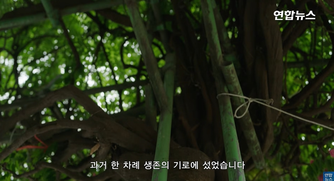 방앗간-사장님이-목숨걸고-지키는-고목나무-52-이미지