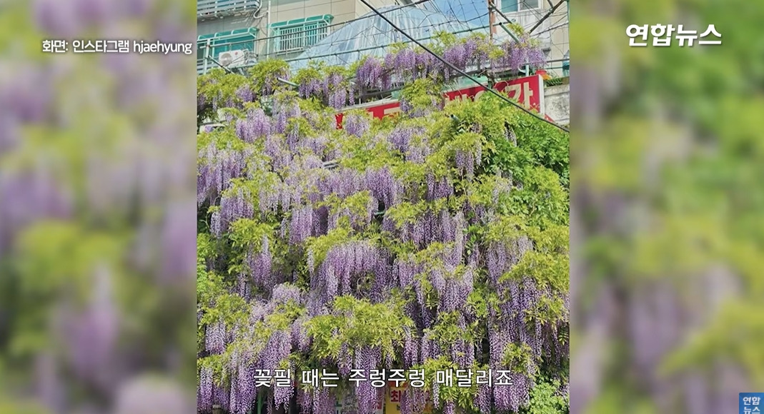 방앗간-사장님이-목숨걸고-지키는-고목나무-23-이미지