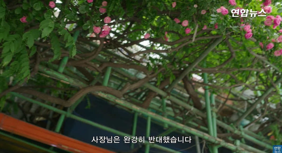 방앗간-사장님이-목숨걸고-지키는-고목나무-62-이미지