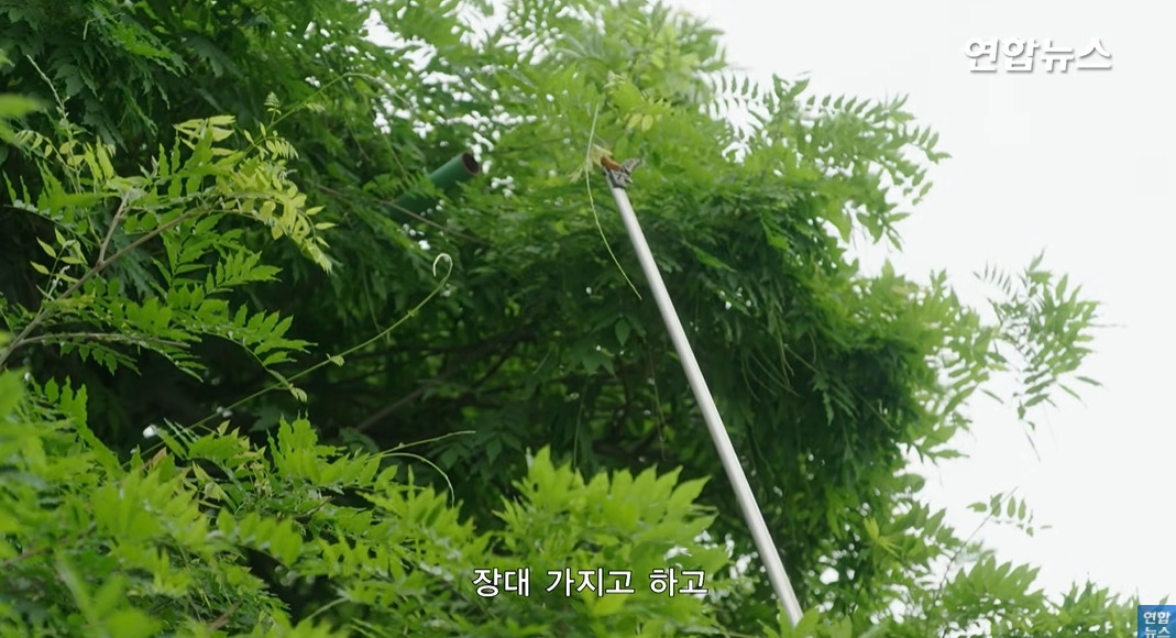 방앗간-사장님이-목숨걸고-지키는-고목나무-29-이미지