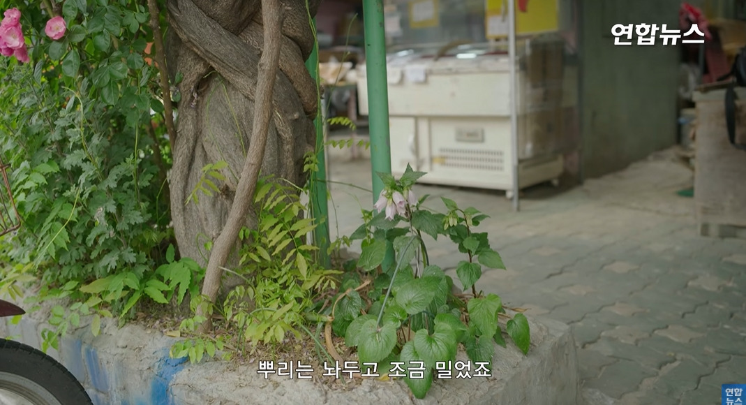 방앗간-사장님이-목숨걸고-지키는-고목나무-67-이미지
