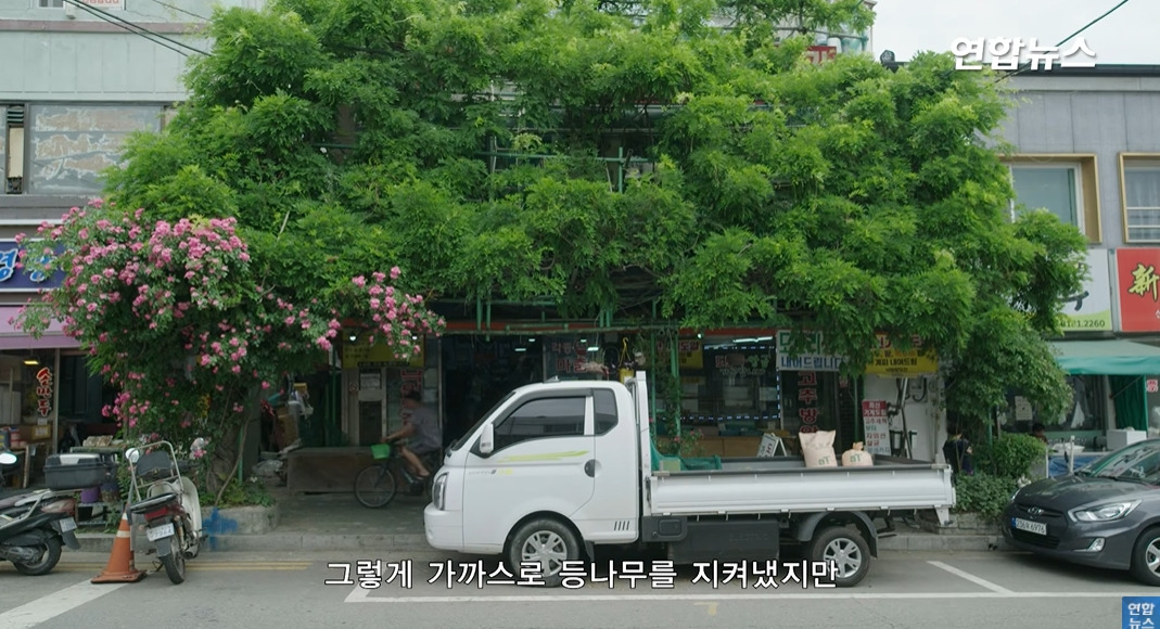 방앗간-사장님이-목숨걸고-지키는-고목나무-68-이미지