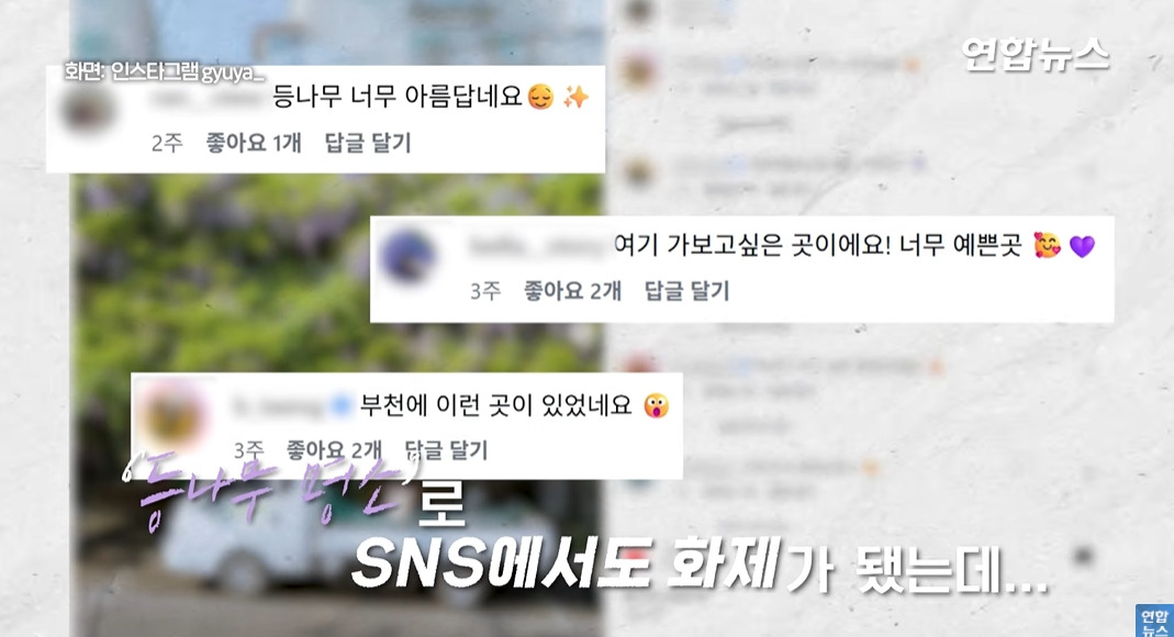 방앗간-사장님이-목숨걸고-지키는-고목나무-5-이미지
