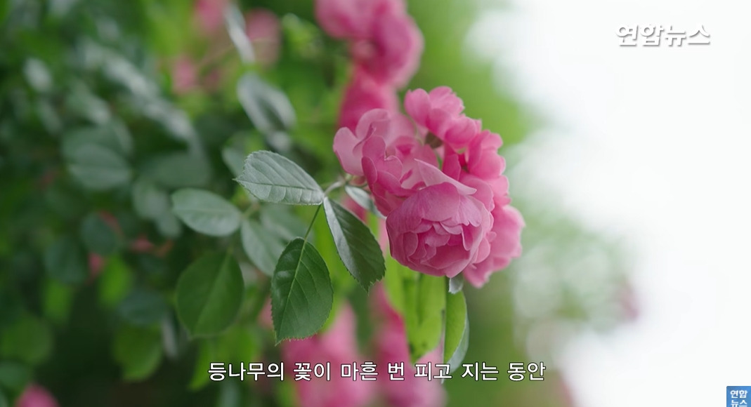 방앗간-사장님이-목숨걸고-지키는-고목나무-94-이미지