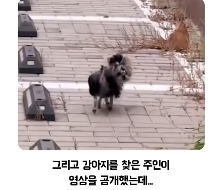 이-강아지-주인은-찾아가시오.jpg-3-이미지