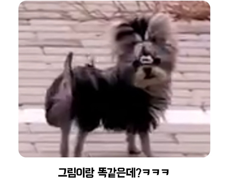 이-강아지-주인은-찾아가시오.jpg-4-이미지
