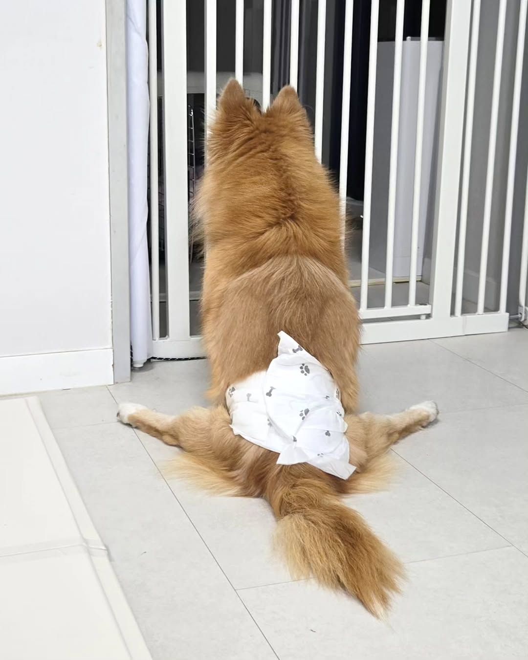후지마비-장애-강아지-임보-시작한-유튜버-(짜장이네)-1-이미지