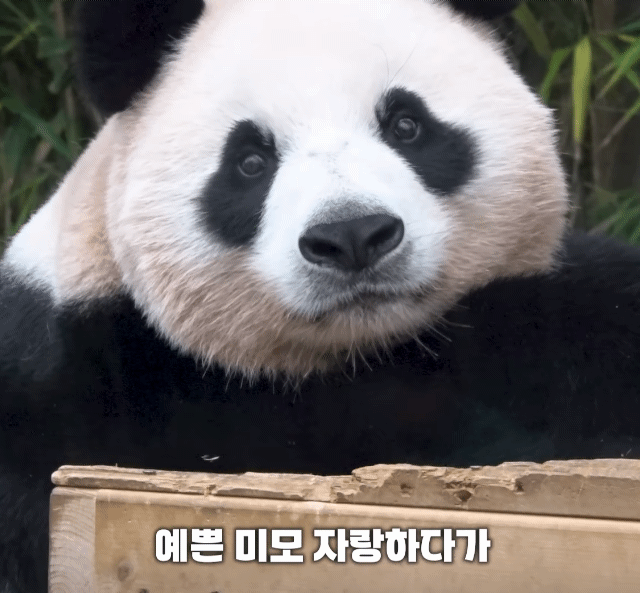 예뻐서-환호성-터진-아이바오🥹-0-이미지
