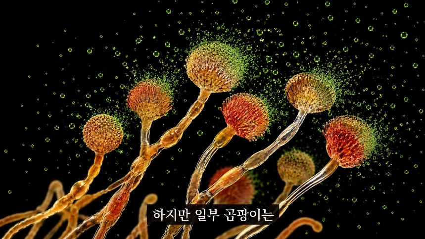 집안-곰팡이가-치매-유발한다는거-알았어?-37-이미지