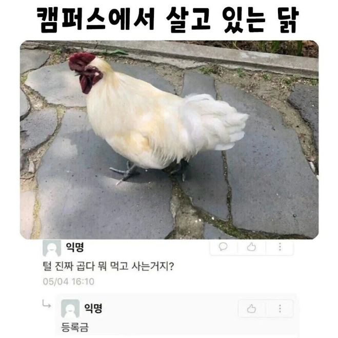 털-진짜-곱다-뭐-먹고-사는거지?-0-이미지