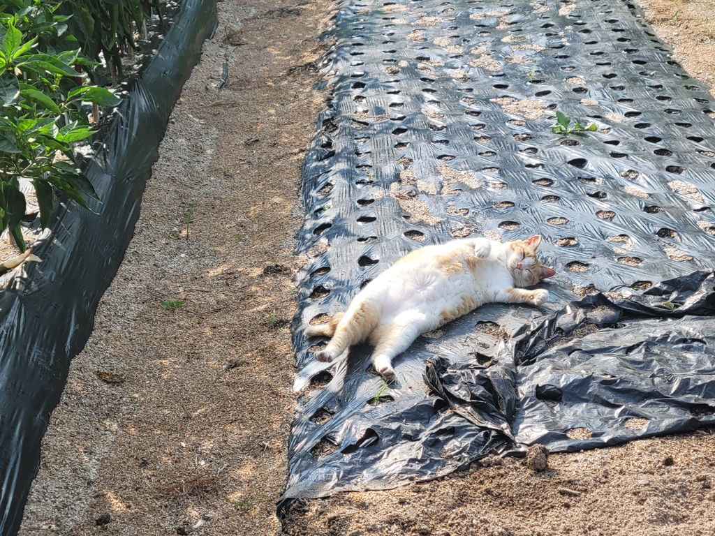 엄빠밭에-오는-길냥이-개귀여워-0-이미지