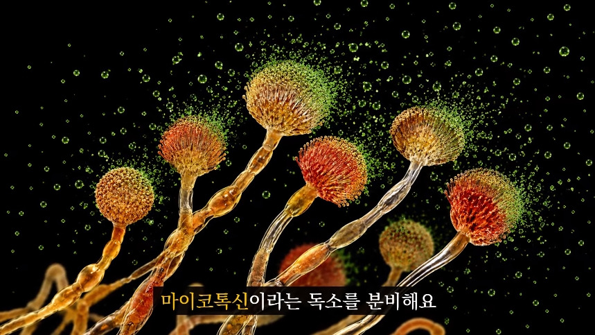 집안-곰팡이가-치매-유발한다는거-알았어?-39-이미지