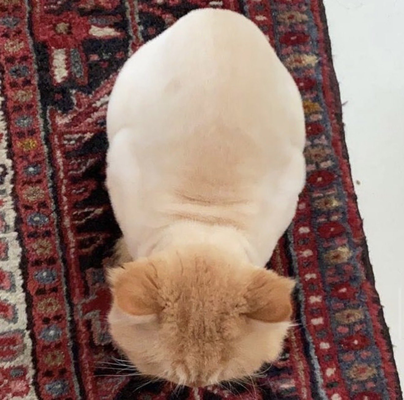 새송이-버섯-고양이🍄‍🟫-0-이미지