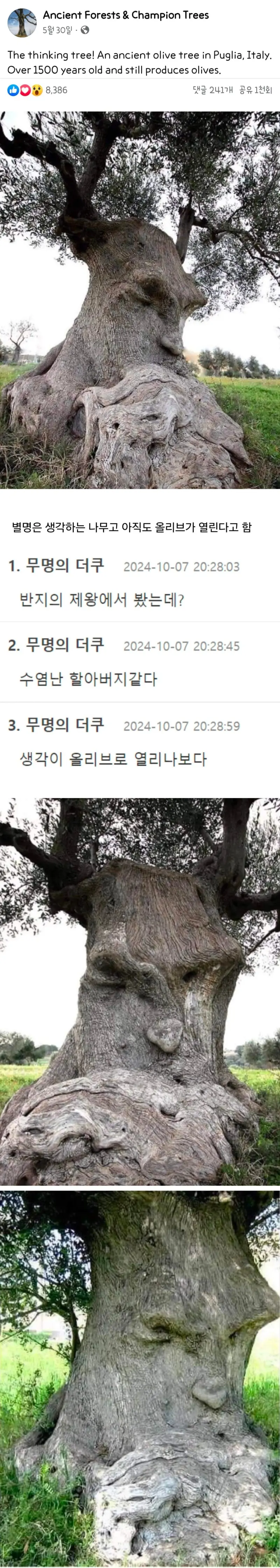이탈리아의-1500년-된-올리브나무-0-이미지