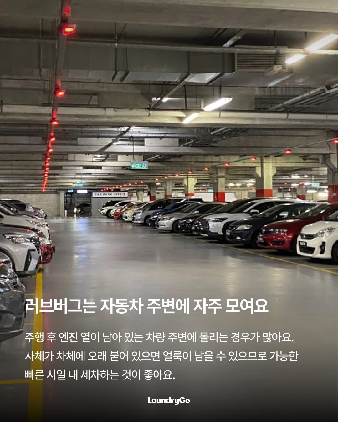 두근두근-러브버그의-취향-2-이미지