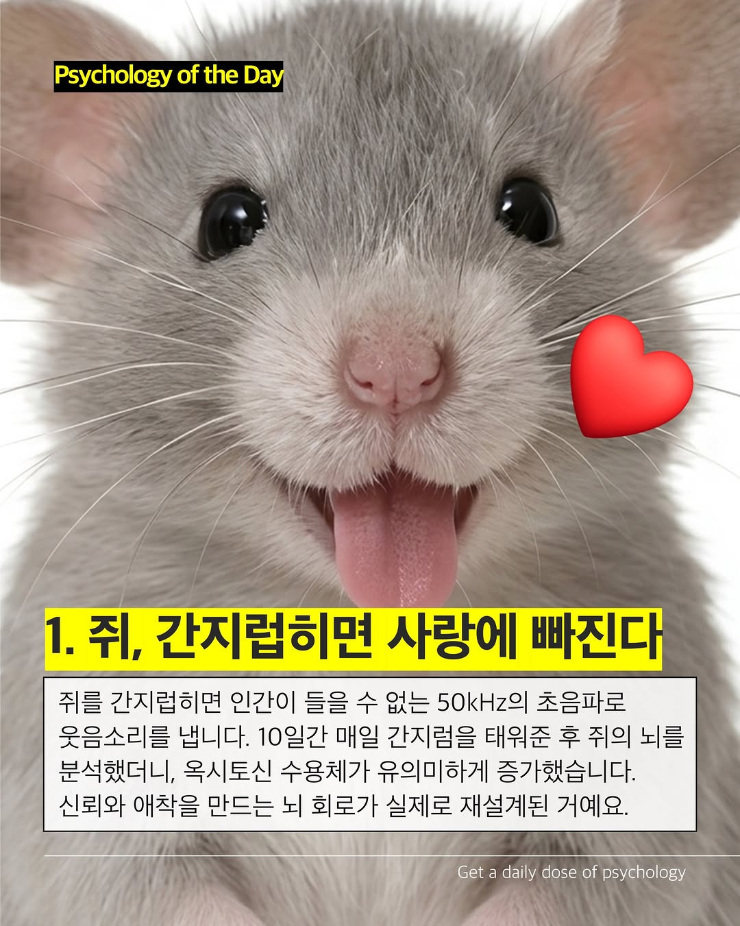 생각보다-호감가는-쥐의-성격-(쥐사진-주의)-1-이미지