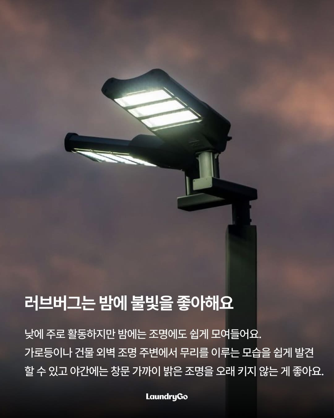 두근두근-러브버그의-취향-3-이미지