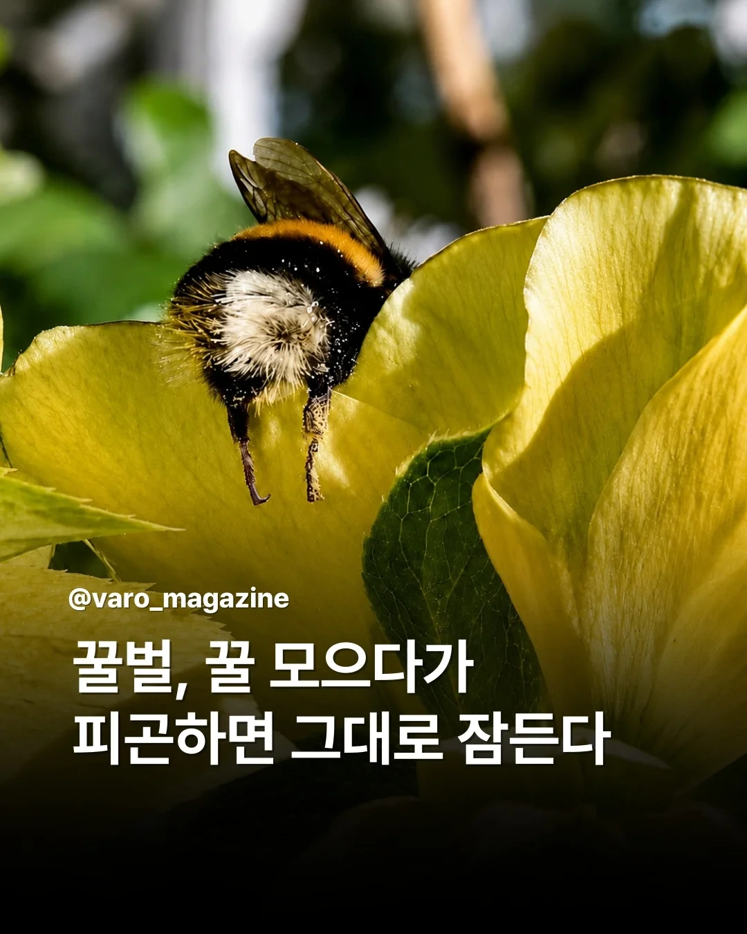 꿀벌,-꿀-모으다가-피곤하면-그대로-잠든다.-0-이미지